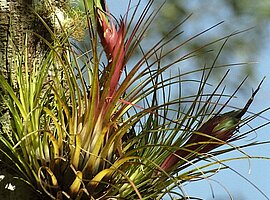 Blühende Bromelia an einem Baumstamm, Küstenregenwald