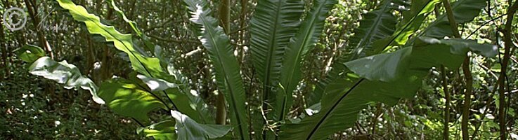 Vogelnestfarn (Asplenium nidus)