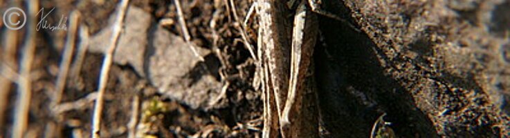 Weiblicher Feld-Grashüpfer (Chorthippus apricarius) sitzt am Boden