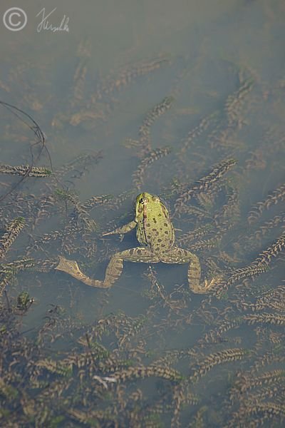 Teichfrosch (Rana kl. Esculenta) liegt auf der Wasseroberfl&auml;che
