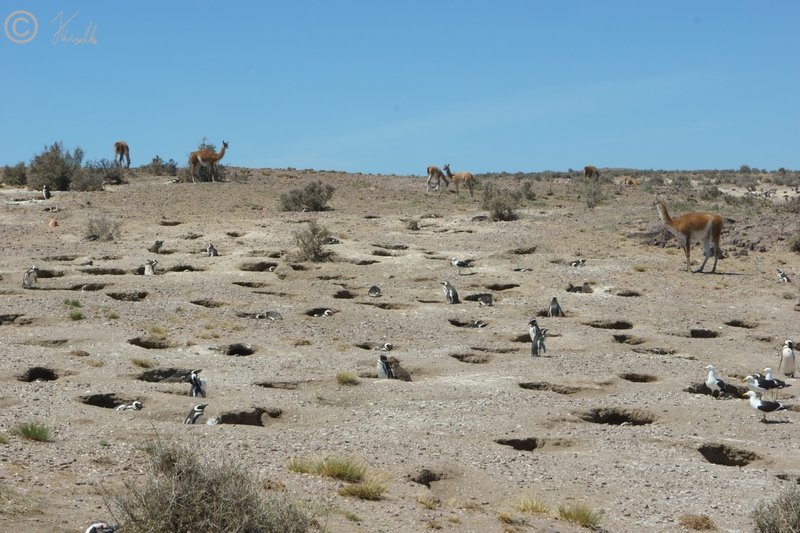 Guanako (Lama guanicoe)-Herde inmitten der Brutkolonie der Magellan-Pinguine (Spheniscus magellanicus)