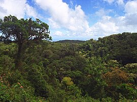 Blick über den Regenwald