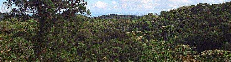 Blick über den Regenwald