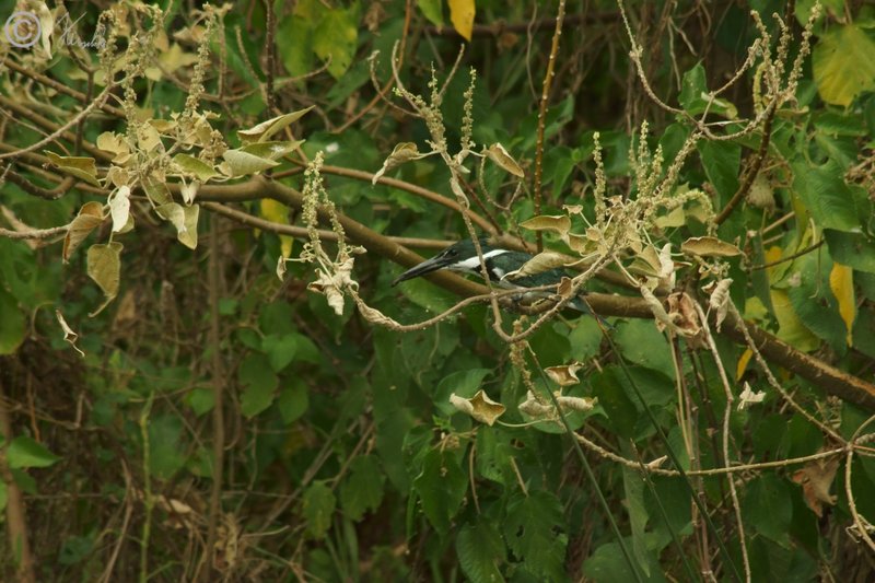 weiblicher Grüner Kingfischer (Chloroceryle americana) mit Beute im Schnabel sitzt auf einem Ast
