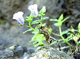 Kapverden-Glockenblume (Campanula jacobaea)