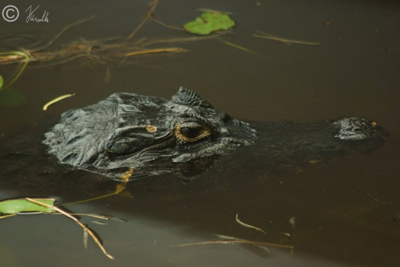 Porträt eines Brillenkaiman (Caiman yacare) im Wasser