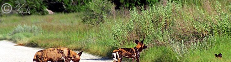 Afrikanische Wildhunde (Lycaon pictus) überqueren die Piste