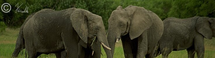 Herde Elefanten (Loxodonta africana)