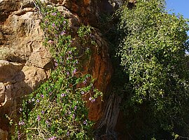 Felswand mit blühendem Desert Yam (Ipomoea costata) und Felsfeige (Ficus spec.)