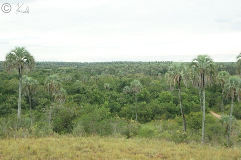 Blick über Bestand von Yatay-Palmen (Butia yatay) und Galeriewald