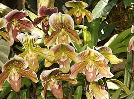 blühende Frauenschuh-Orchideen (Paphiopedilum spec.)