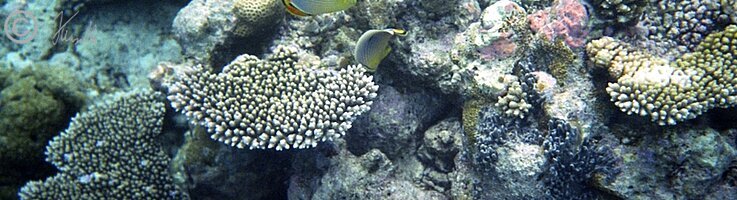 Unterwasserfoto: Exquisite Schmetterlingsfische schwimmen um einen Korallenstock