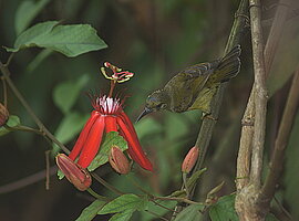 weiblicher Plain-throated Sunbird (Anthreptes malacensis) sitzt neben einer Passionsblume (Passiflora vitifolia)