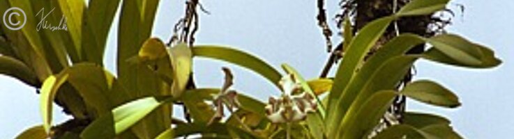 Orchideenblüten in einer Baumkrone
