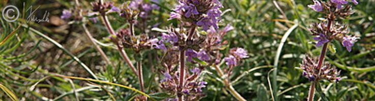 Blühender Bestand des Steppen-Thymian (Thymus pannonicus)