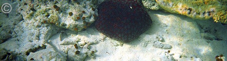 Unterwasserfoto: Kissenstern (Culcita novaguineae) liegt am Rande des Korallenriffs