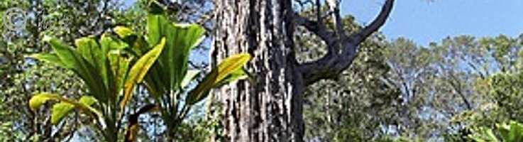 Wald mit Kai-Pflanze (Cordyline fruticosa), Birdpark