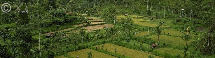 Blick in ein Tal mit Reisfeldern