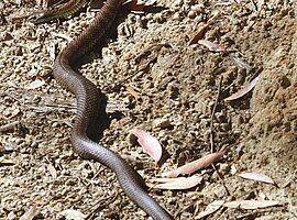 Östliche Tigerschlange (Notechis scutatus )