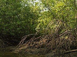 Mangrove am Sierpe River
