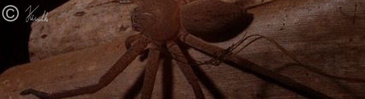Huntsman-Spider im nächtlichen Lampenschein am Bungalow