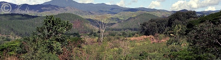 Landschaft mit Abholzungen, Forstflächen und Resten von Naturwald