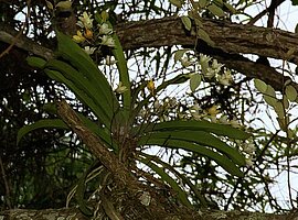epiphytische Orchidee, Trockenbusch am Unterlauf der Tsiribihina