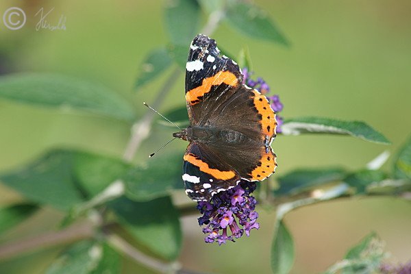 Älterer Admiral (Vanessa atalanta) sitzt auf einem Blütenstand des Sommerflieder