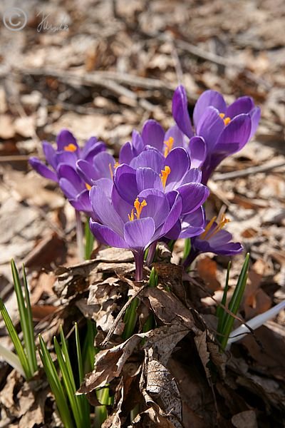 Violett blühende Frühlings-Krokusgruppe (Crocus vernus)