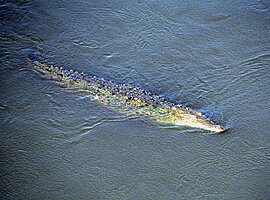 schwimmender Spitzkrokodil (Crocodylus acutus) im Rio Tarcoles