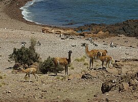 Guanako (Lama guanicoe)-Herde steht am Meeresufer vor Magellan-Pinguinen (Spheniscus magellanicus)