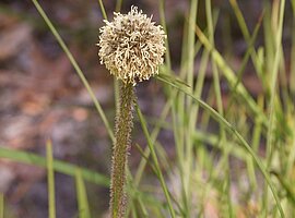 Blütenstand des Drumsticks (Dasypogon bromeliifolius)