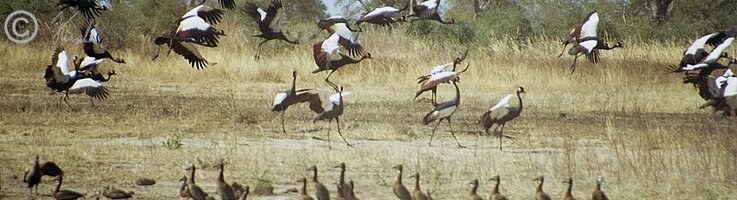 Kronenkraniche (Balearica pavonina) und Weißgesichts-Pfeifgänse (Dendrocygna viduata) am Ufer