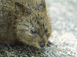 Porträt eines Quokkas (Setonix brachyurus)