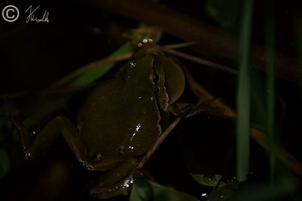 rufender Laubfrosch (Hyla arborea)
