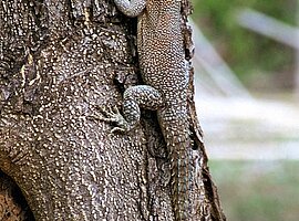 männlicher Madagaskarleguan (Oplurus cuvieri) am Baum, Kirindi Forest
