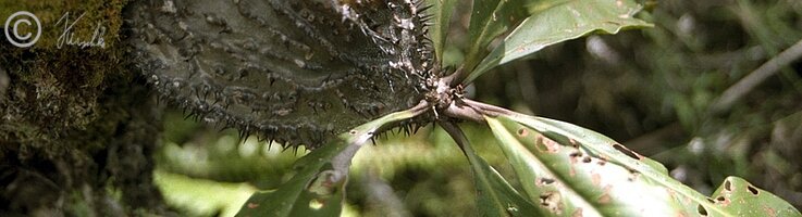 Ameisenpflanze, aufgeschnitten, Mt. Gahavasuka Provincial Park
