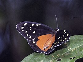 Schmetterling an einem Blatt, Küstenregenwald