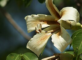 Strauchblüte mit Ameise
