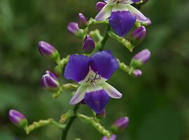 Blütenstand einer Orchidee (?)