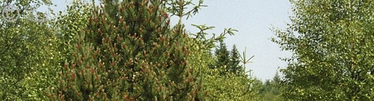 Vorwald mit blühender Bergkiefer (Pinus mugo)