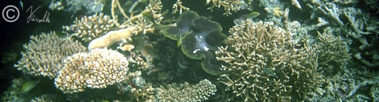 Unterwasserfoto: Korallenriff mit Riesenmuschel