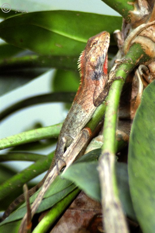 männliche Schönechse (Calotes versicolor) sitzt in einer Pflanze
