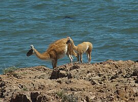 Guanako (Lama guanicoe) mit Jungtier steht am Meeresufer