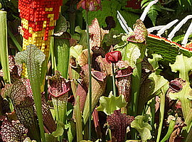 Schlauchpflanzen (Sarracenia spec.)