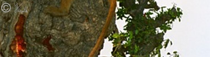 Horde Bärenpaviane (Papio cynocephalus ursinus) sitzt auf einem Baum