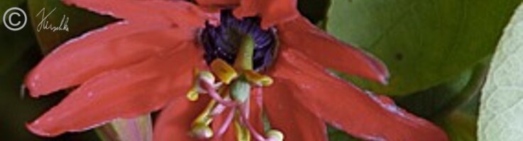 Blüte einer Passionsfrucht (Passiflora miniata)