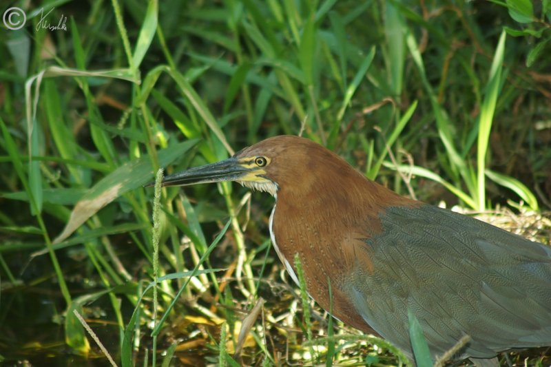 Adulter Rufescent Tiger-Heron (Tigrisoma lineatum) steht am Ufer