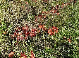 bl&uuml;hende Amaryllen (Hippeastrum striatum) am Stra&szlig;enrand