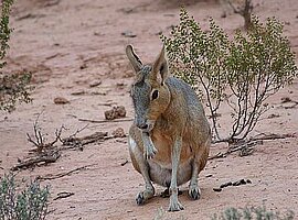 Sitzendes, weibliches Großes Mara (Dolichotis patagonum) leckt sich die Pfote, frontal